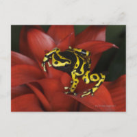 Orange banded dart frog  Dendrobates leucomelas