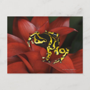 Orange banded dart frog Dendrobates leucomelas Postcard