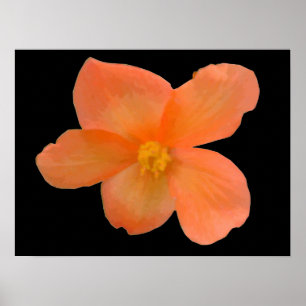 Orange Begonia Print