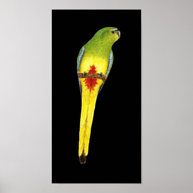 Orange-bellied Parrot - Neophema chrysogaster Poster (Front)