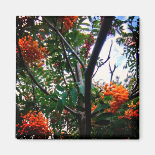 Orange berries magnet