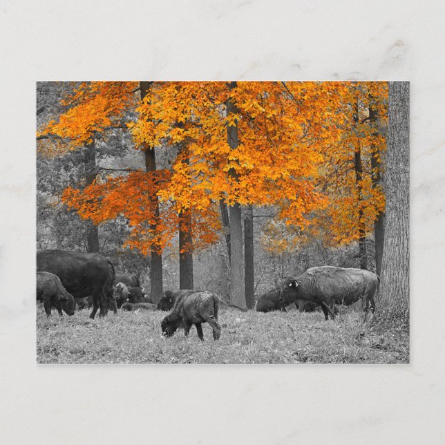 Orange Bison Postcard (Front)