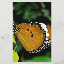 Orange, Black and White Butterfly on Leaf