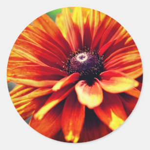 Orange Black Eyed Susan Daisy Flower  Classic Round Sticker