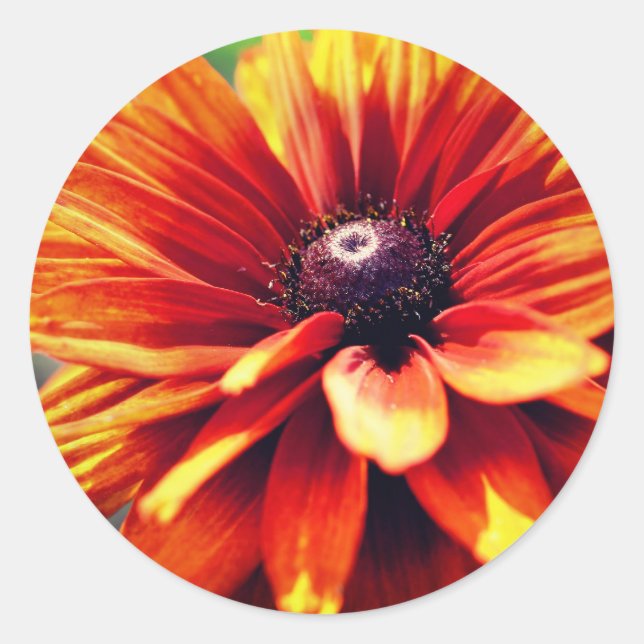 Orange Black Eyed Susan Daisy Flower  Classic Round Sticker (Front)