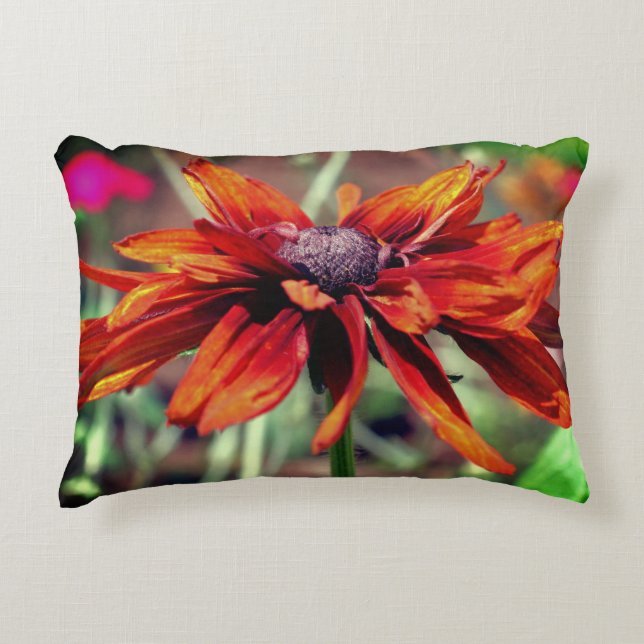 Orange Black Eyed Susan Flower Close Up   Accent Pillow (Front)