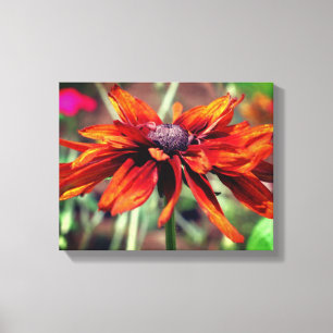 Orange Black Eyed Susan Flower Close Up  Canvas Print