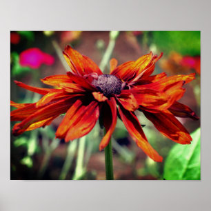 Orange Black Eyed Susan Flower Close Up  Poster