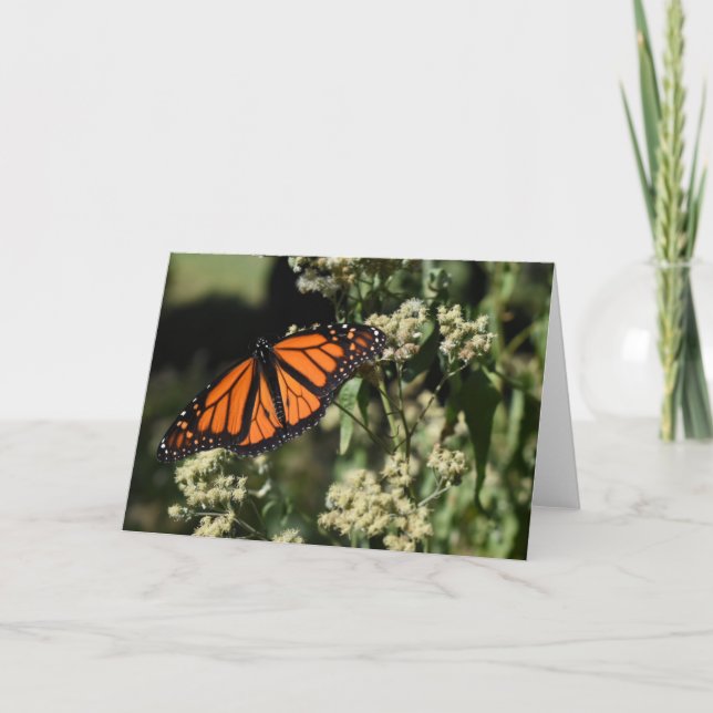 Orange Black Monarch Butterfly Nature Photography Card (Front)