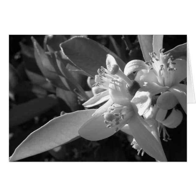 Orange Blossom Card (Front Horizontal)