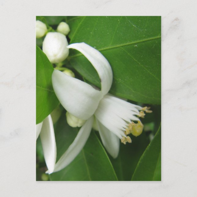 Orange Blossom Postcard (Front)