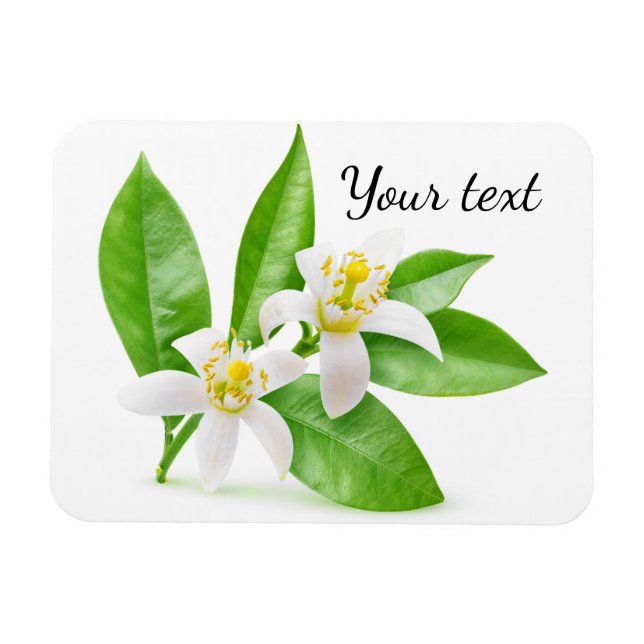 Orange blossoms magnet (Horizontal)