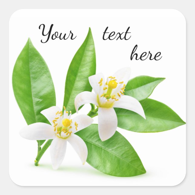 Orange blossoms square sticker (Front)