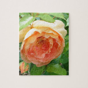 Orange Blush Rose Jigsaw Puzzle