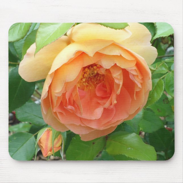 Orange Blush Rose Mouse Pad (Front)