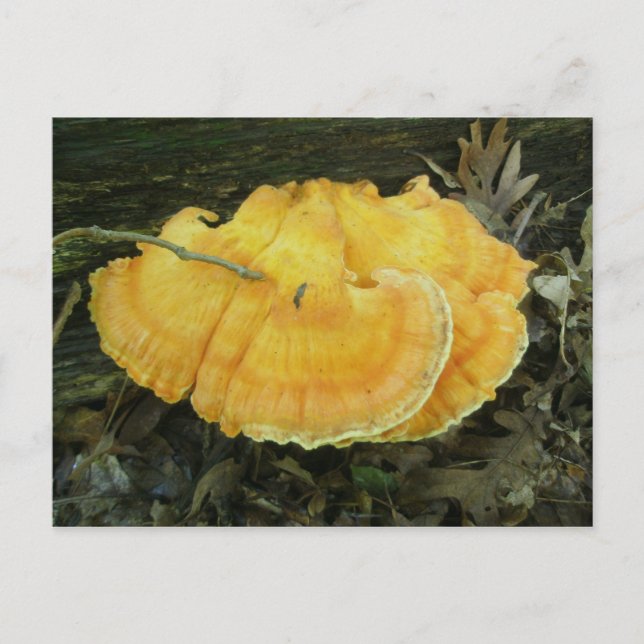 Orange Bracket Fungus Postcard (Front)