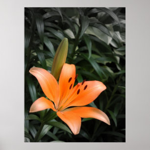 Orange Burst Poster