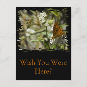 Orange Butterfly and Bee Postcard