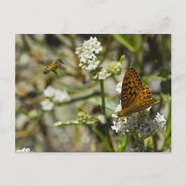 Orange Butterfly and Bee Postcard (Front)