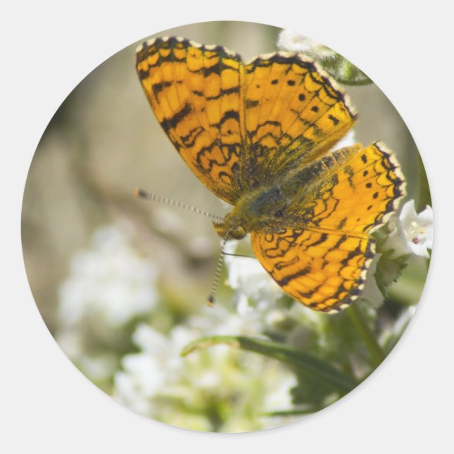Orange Butterfly Classic Round Sticker (Front)