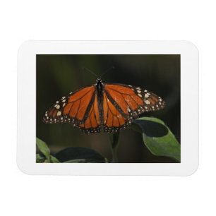Orange Butterfly Nature Photo Fridge Magnet
