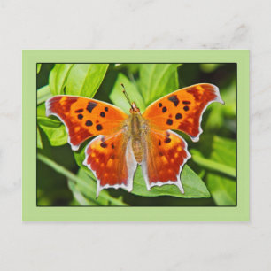 Orange Butterfly Postcard