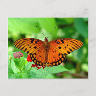 Orange Butterfly Postcard