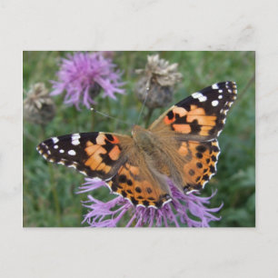 Orange Butterfly Postcard