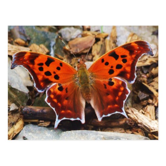 Orange Butterfly Postcard