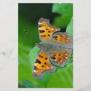Orange butterfly stationery