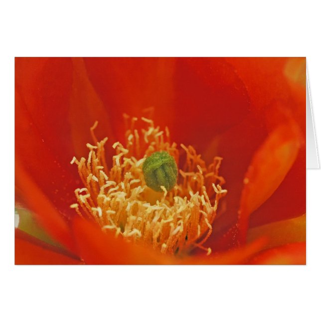 Orange Cactus Flower (Front Horizontal)