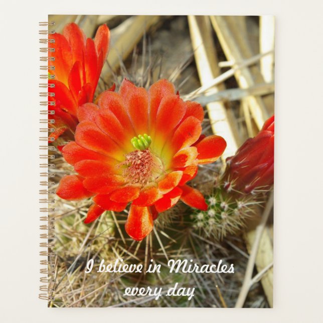Orange Cactus Flower, le miracle du Nouveau-Mexiqu (Devant)