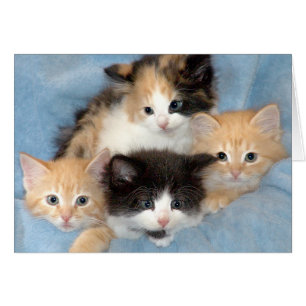 Orange, Calico and Black/White Kittens Cards