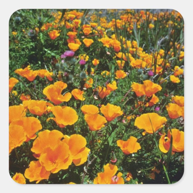 Orange California Poppies flowers Square Sticker (Front)