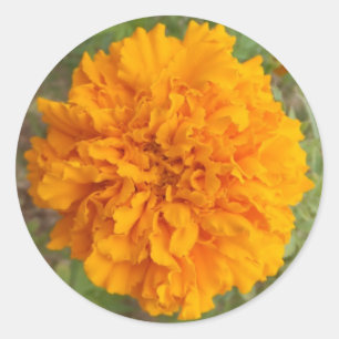Orange Carnation stickers