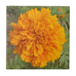 Orange Carnation tile