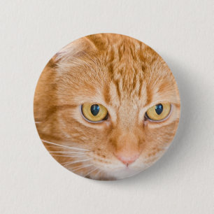 Orange cat 2 inch round button