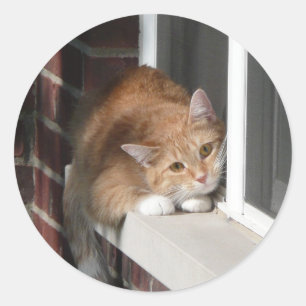 Orange Cat Classic Round Sticker