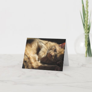 Orange Cat in the Sunshine Note Cards