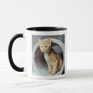 Orange Cat in Toy Mug