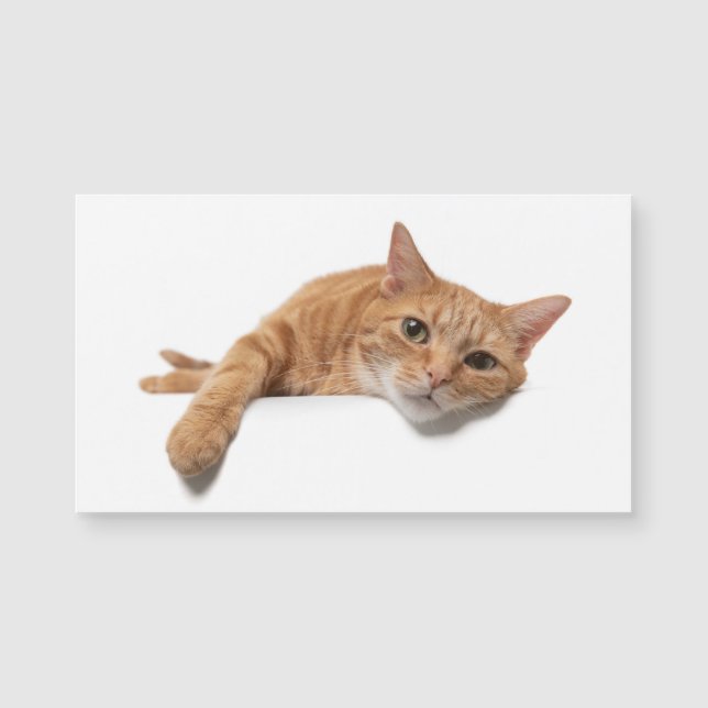 Orange Cat Laying Down (Front)