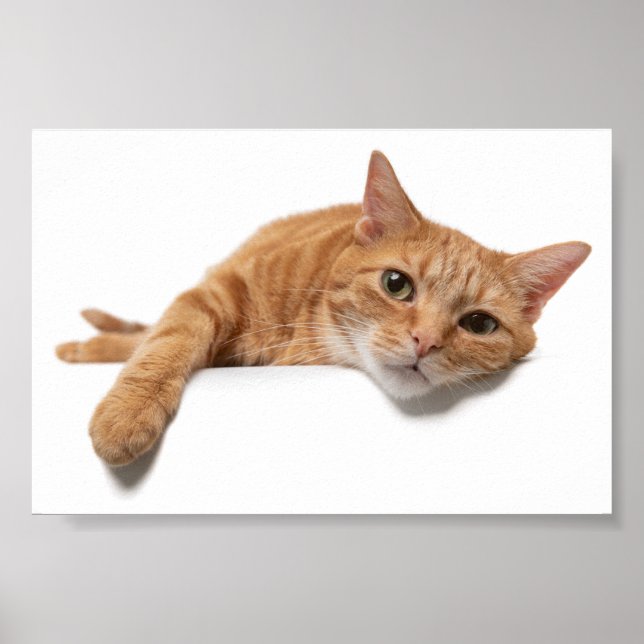 Orange Cat Laying Down Poster (Front)