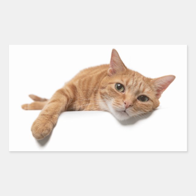 Orange Cat Laying Down Sticker (Front)