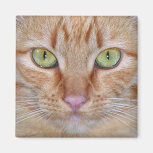 Orange Cat Magnet