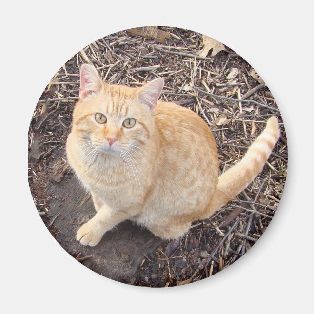 Orange Cat Magnet (Front)