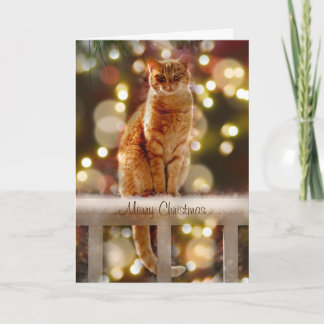 Orange Cat on a Fence with Christmas Lights Card