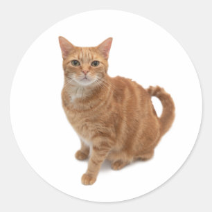 Orange Cat Standing Classic Round Sticker