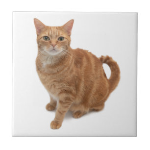 Orange Cat Standing Tile