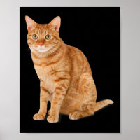 Orange Cat Tab Funny Cat Parody Cat Lover Gift Kit