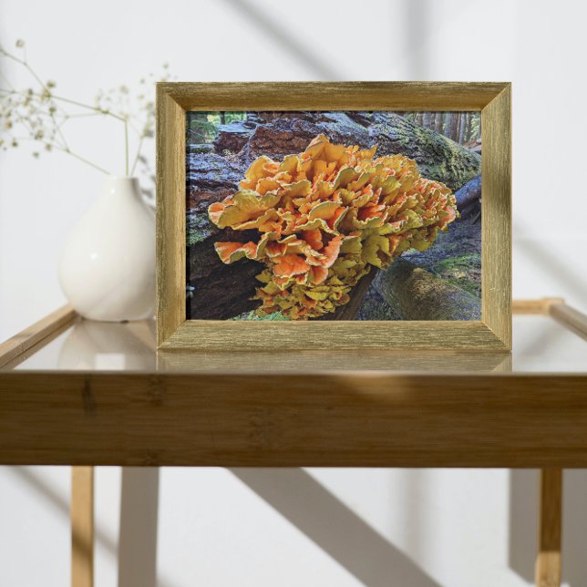 Orange Chicken of the Woods Mushroom Photo Print (In Situ Framed)